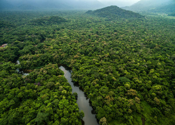 Carbono Retido de Biodiversidade - Serviços Ambientais - Crédito da Foto Divulgação